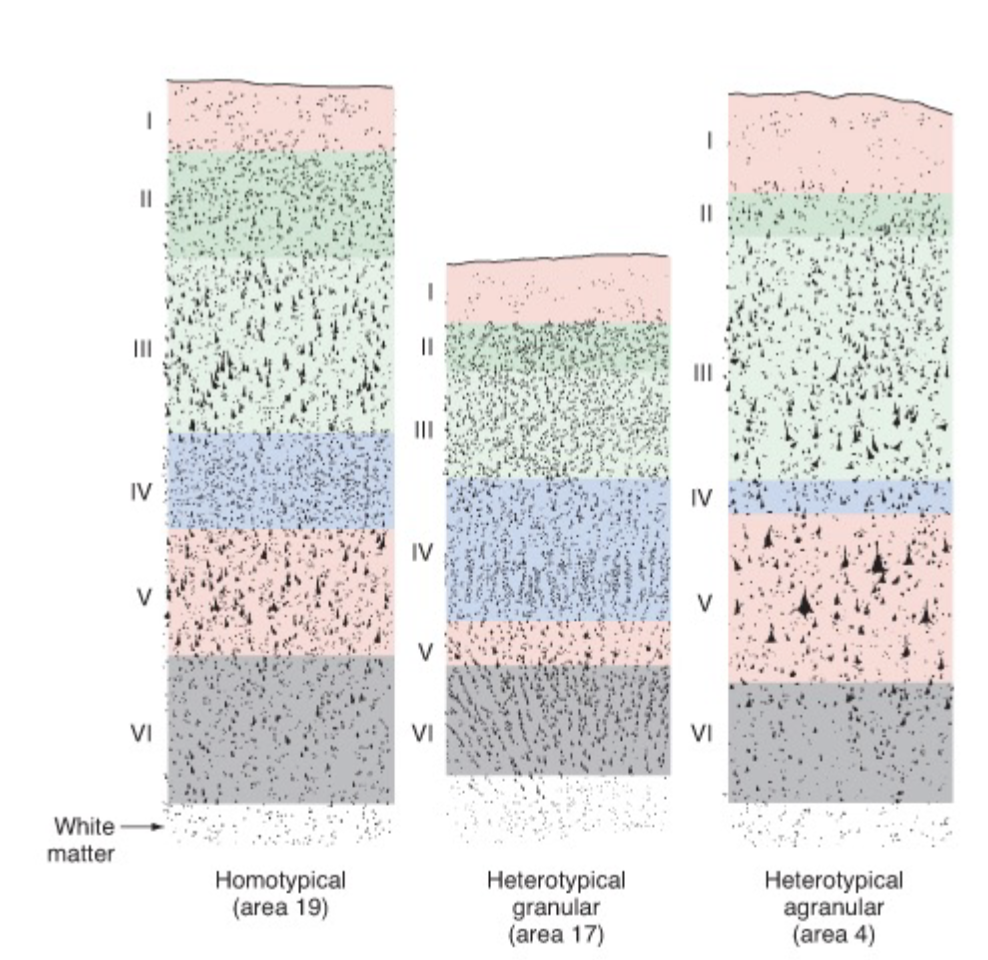 <p><strong>cerebral cortex </strong></p><ul><li><p>I: molecular</p></li><li><p>II: external granular</p></li><li><p>III: external pyramidal</p></li><li><p>IV: internal granular</p></li><li><p>V: internal pyramidal</p></li><li><p>VI: fusiform</p></li></ul><p>just put ok</p><p></p>