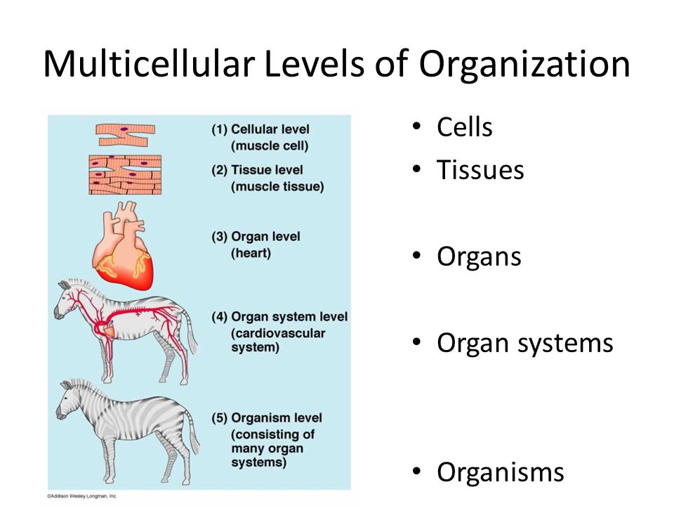 <p>? → subatomic particle → atom/element → compound/molecule →[organelle → cell → tissue → organ → organ system → organism] →population →community → ecosystem → biosphere/earth → solar system →galaxy → nebula → universe → ?</p>