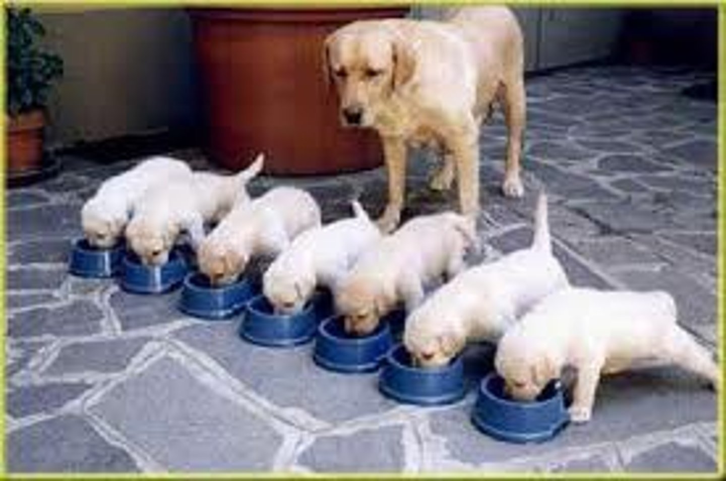 <p>to keep a person, an animal or a plant alive and healthy with food, etc.</p>