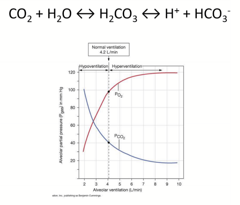 <p>Since alkalosis/low CO2/high HCO3-, decrease ventilation to increase CO2</p>
