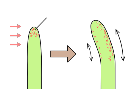 <p>What is the hormone auxin’s main role?</p>