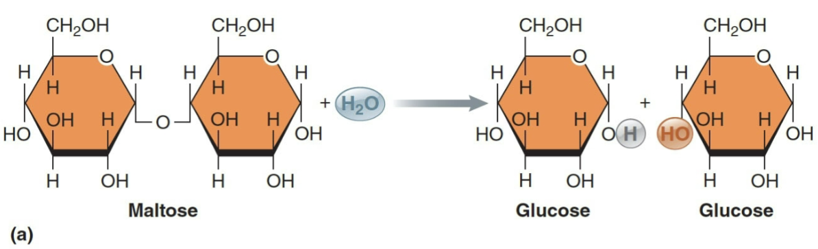 <p>complex food molecules are broken down into smaller absorbable units by <strong>enzymatic hydrolysis</strong></p>