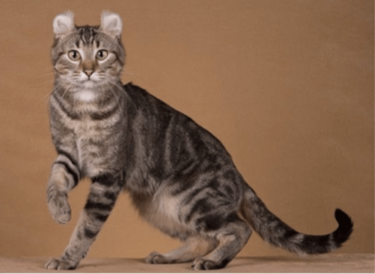 <p>curly ears</p>