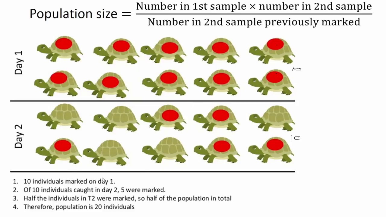 <p>capture as many individuals as you can, then mark them, release them, then capture again the same area. Count how many individuals captured in the second round were already tagged. </p>