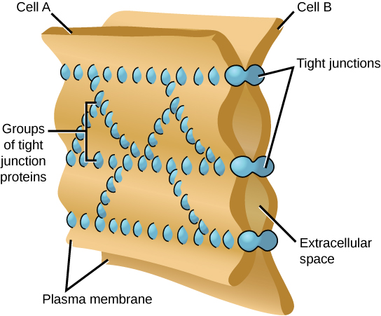 <p>Tight Junctions</p>