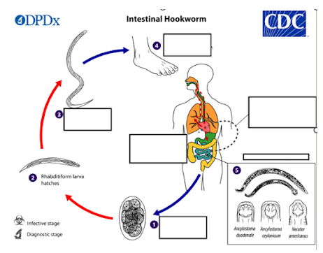 <p><span><span>After reaching the lungs via circulation, what happens to the hookworm larvae?</span></span></p>