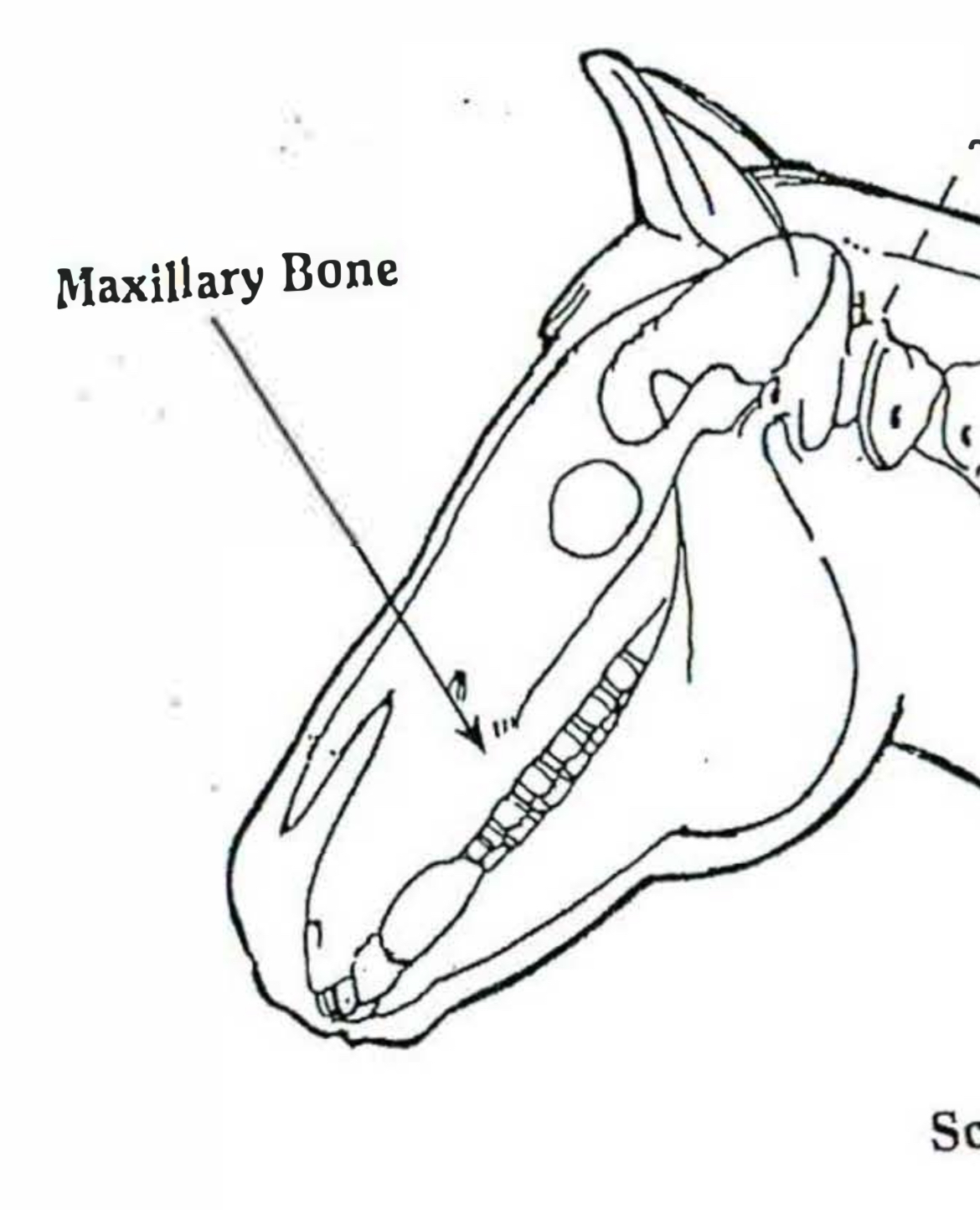 <p>Maxillary bone </p>