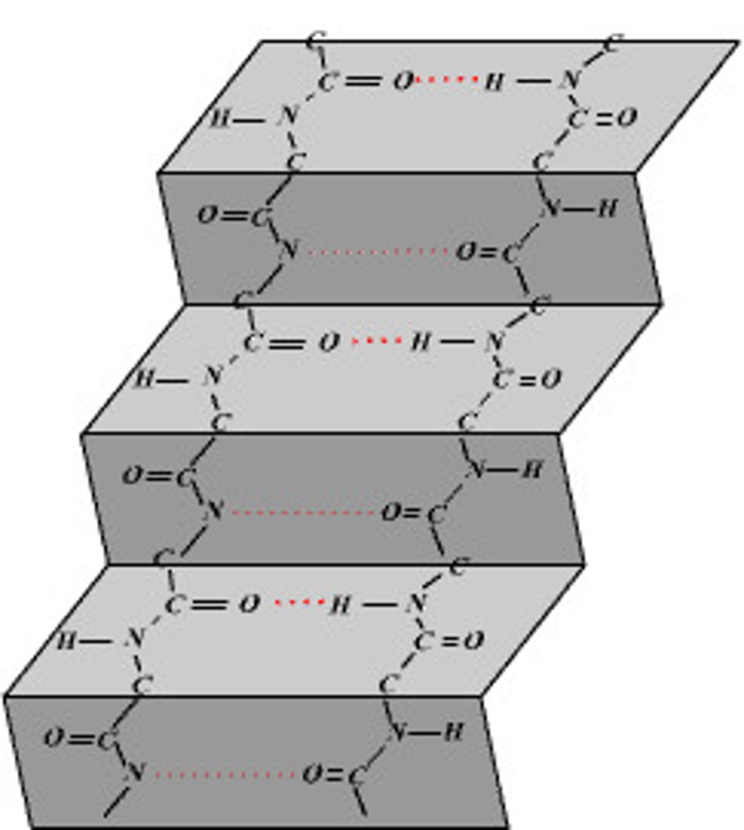 <p>stabilized by hydrogen bonds within the polypeptide backbone</p>