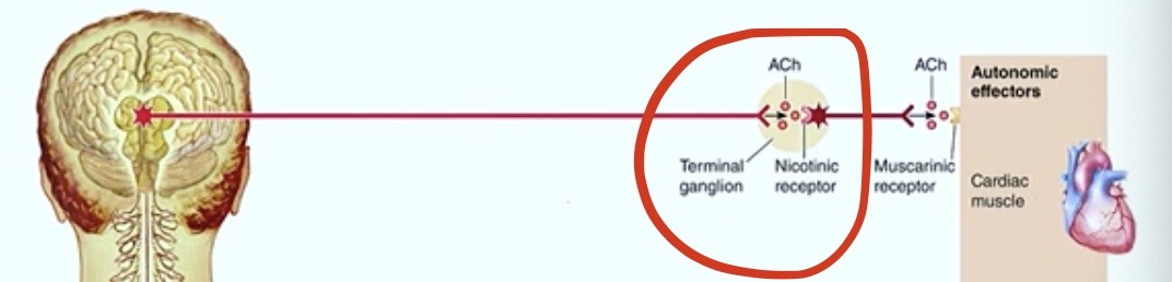 <p>The <strong>ganglion ( aka terminal ganglion ) </strong></p><p>is most often <strong>located</strong></p>