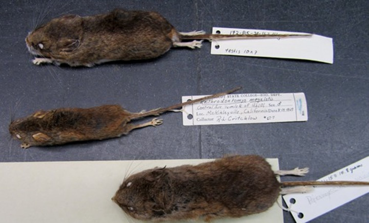 <p>clade, Order, family, subfamily? (SA)</p>