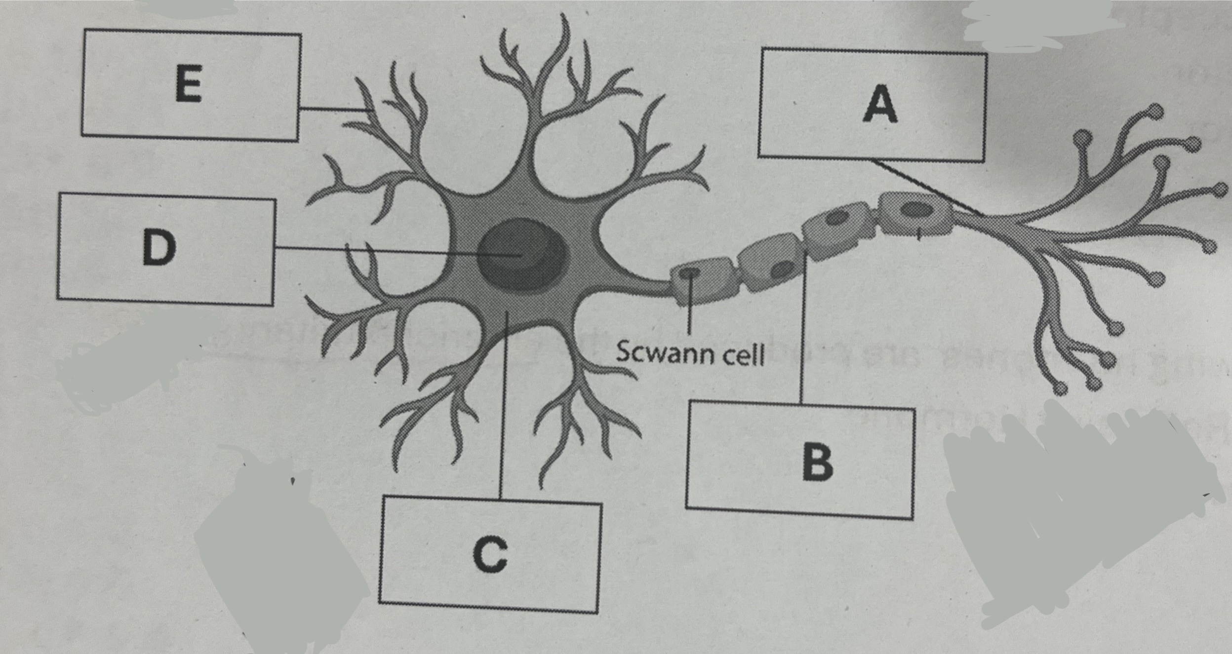 <p>The neurotransmitter will be released from</p>
