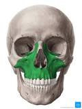 <p>Forms upper jaws</p>