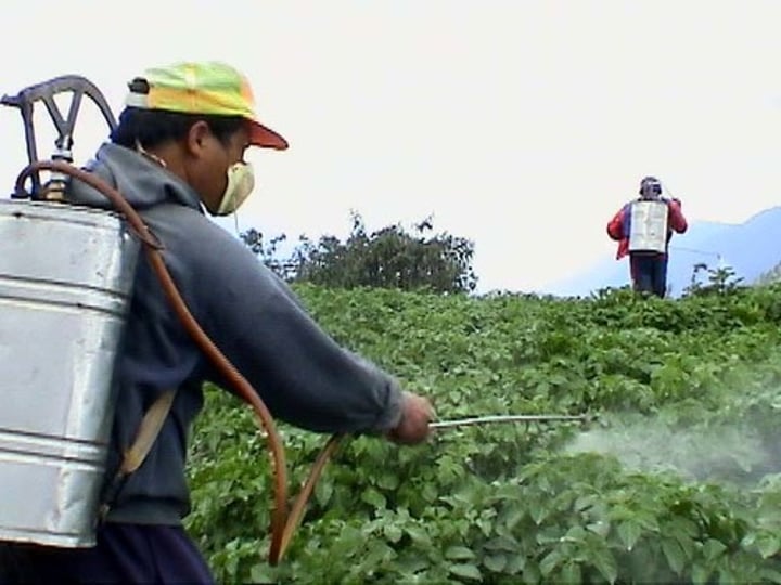 <p>El pesticida</p>