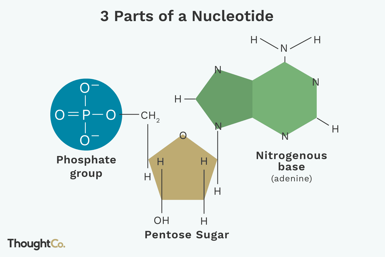 <p>nitrogenous base, 5 carbon sugar (deoxyribose), and phosphate group</p>