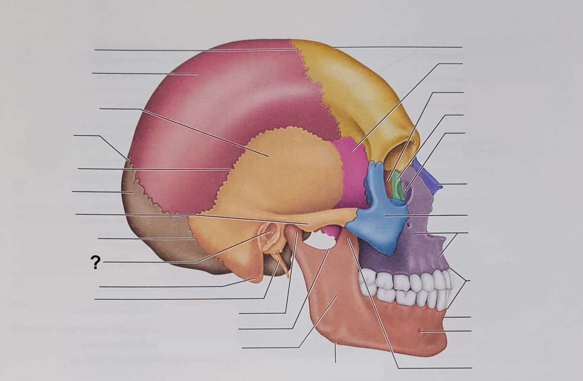 <p>Name the indicated structure</p>
