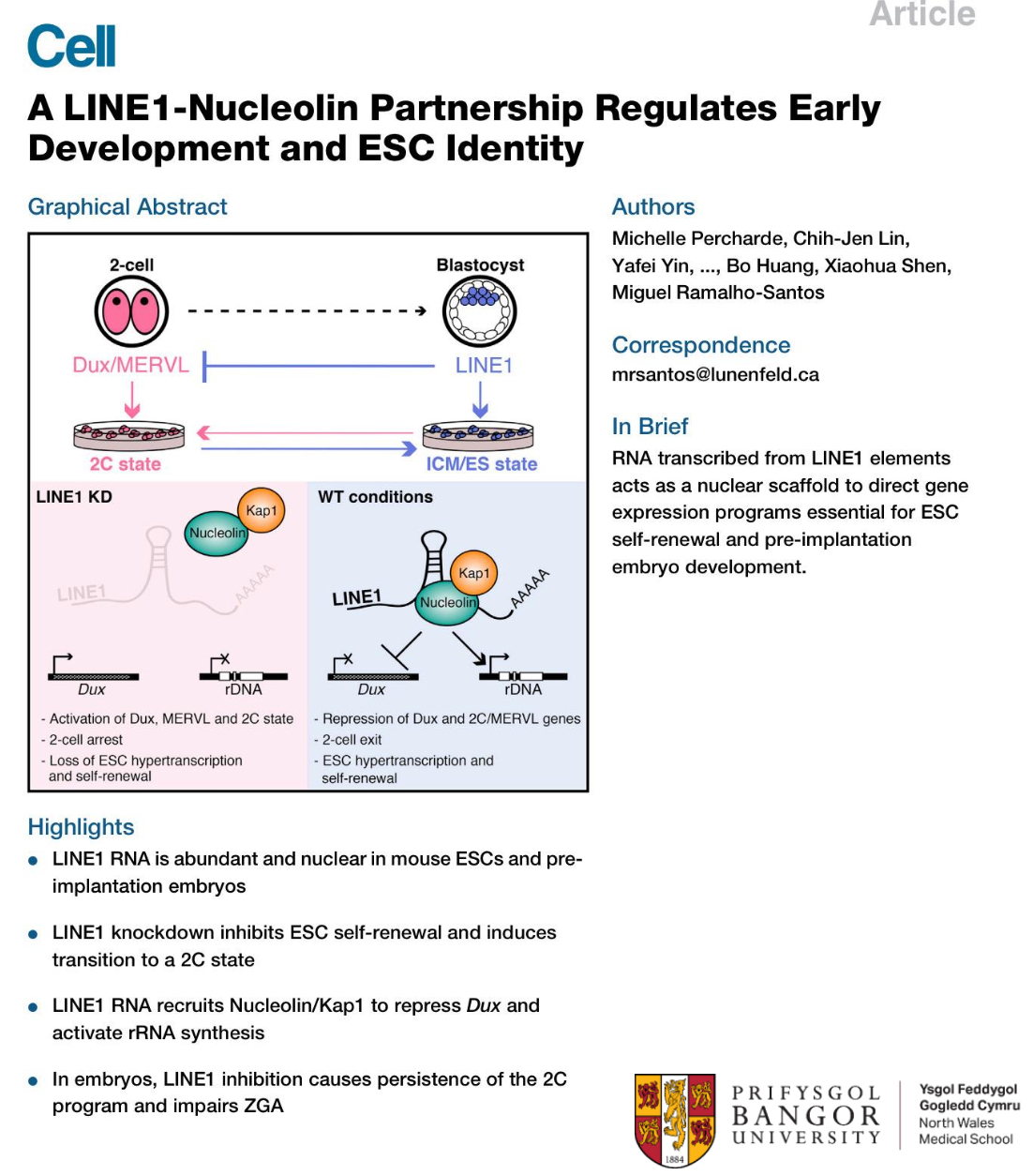<p>In Mouse LINE1 acts as a nuclear RNA scaffold for recruitment of key proteins required for maintaining stem cell identity </p>