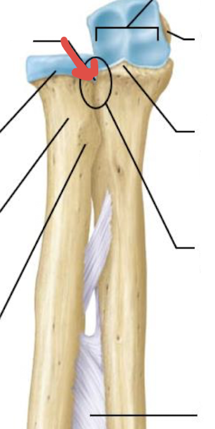 <p>what is this part of the ulna?</p>