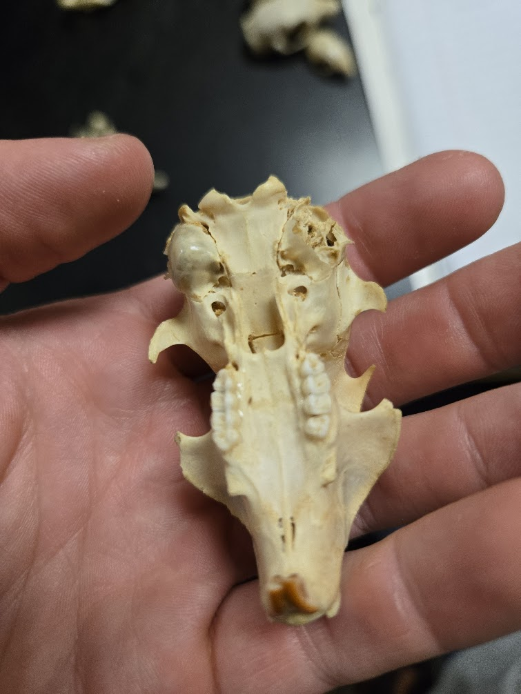 <p>1 0 1 3, 20 total<br><span> Pointed muzzle</span><span><br></span><span> Large eye</span><span><br></span><span> Eyes to the side</span><span><br></span><span> Distinct postorbital process</span><span><br></span><span> Rounded skull</span><span><br></span><span> Orange/white incisors</span><span><br></span><span> No canines</span></p>