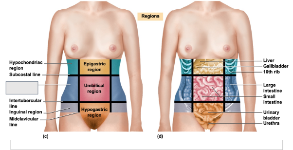 <p>What is this abdominal region</p>