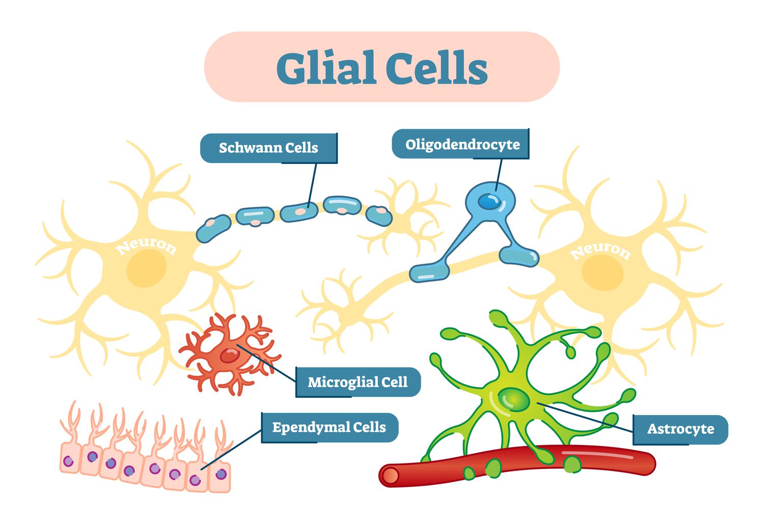 <p>cells that provide support for the neurons to grow on and around, deliver nutrients to neurons, produce myelin to coat axons, clean up waste products and dead neurons, influence information processing, and, during prenatal development, influence the generation of new neurons. </p>