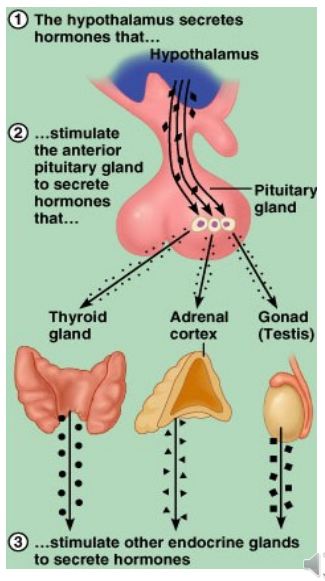 <ul><li><p class="">Regulates temperature, hunger, thirst, &amp; ANS</p></li><li><p class="">Controls endocrine system via pituitary</p></li><li><p class="">Manages emotions, behaviour, sleep-wake cycle</p></li><li><p class="">Maintains metabolism &amp; circadian rhythm</p></li><li><p class="">Damage = hypothermia, lethargy, weight changes, stress</p></li><li><p class="">Linked to depression, bipolar, schizophrenia, hormonal issues</p></li></ul><p></p>
