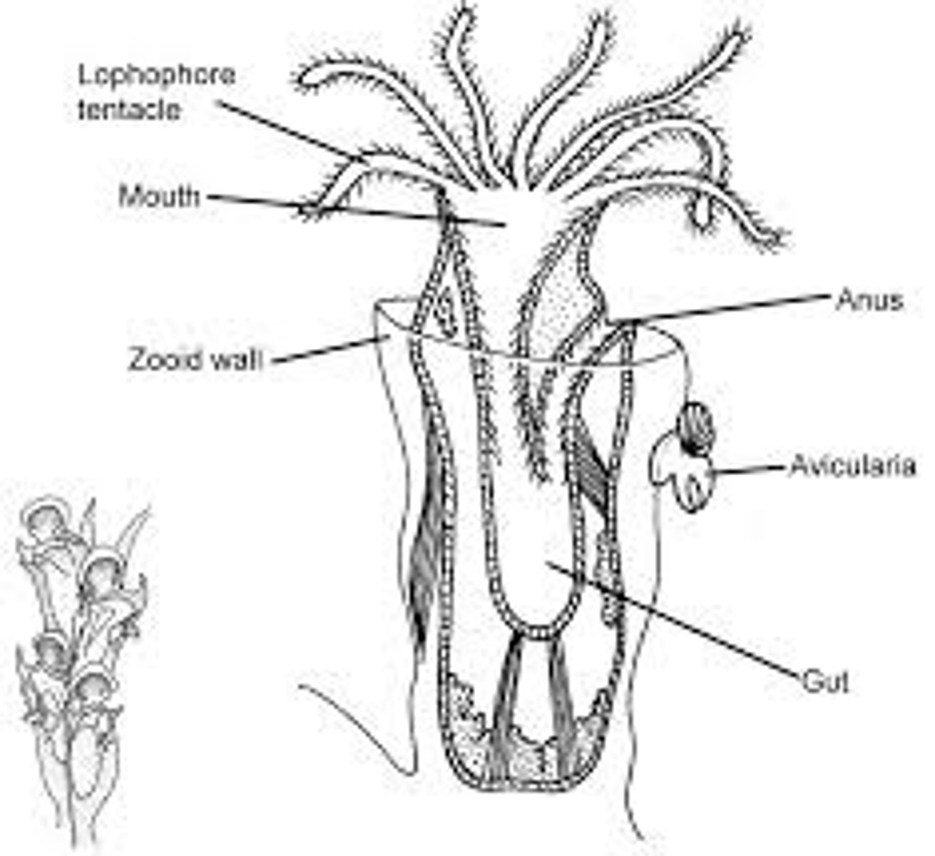 <p>-animals with lophophore (specialized feeding apparatus consisting of ciliated tentacles surrounding mouth) and trochophore larval stage.</p><p>-flatworms, rotifers, lophophorates, mollusks, and annelid worms.</p><p>(textbook says bryozoans, brachiopods,rotifers, mollusks, and annelids)</p>