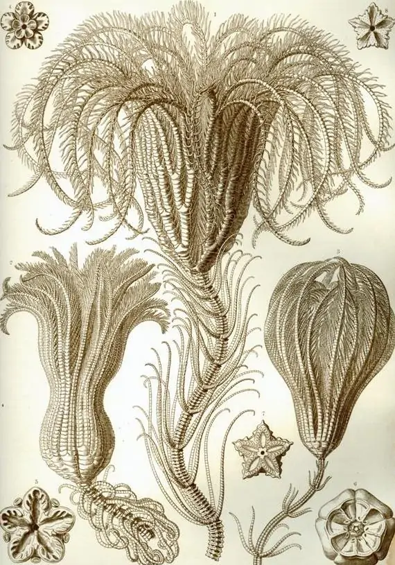 <p>Lirios de mar</p>