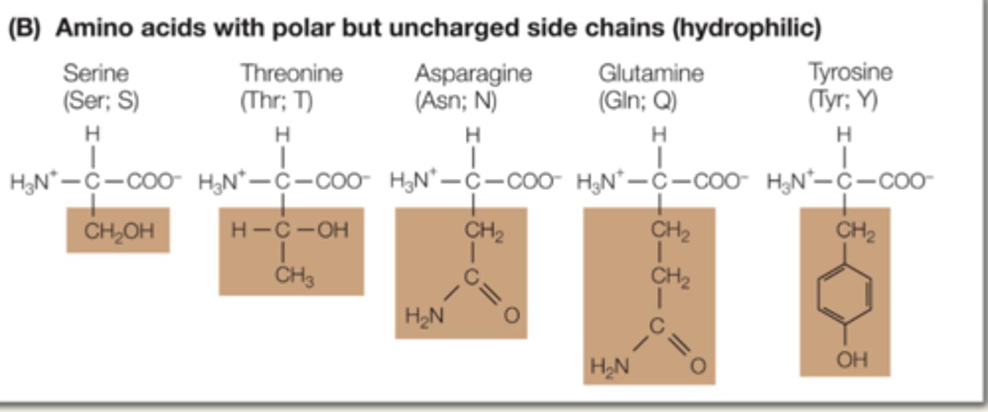 <p>they contain polar covalent bonds, and have no charges. they can interact with water.</p><p>Serine, Threonine, Asparagine, Glutamine, Tyrosine. (have O)</p><p>(do not need to memorize amino acids)</p>