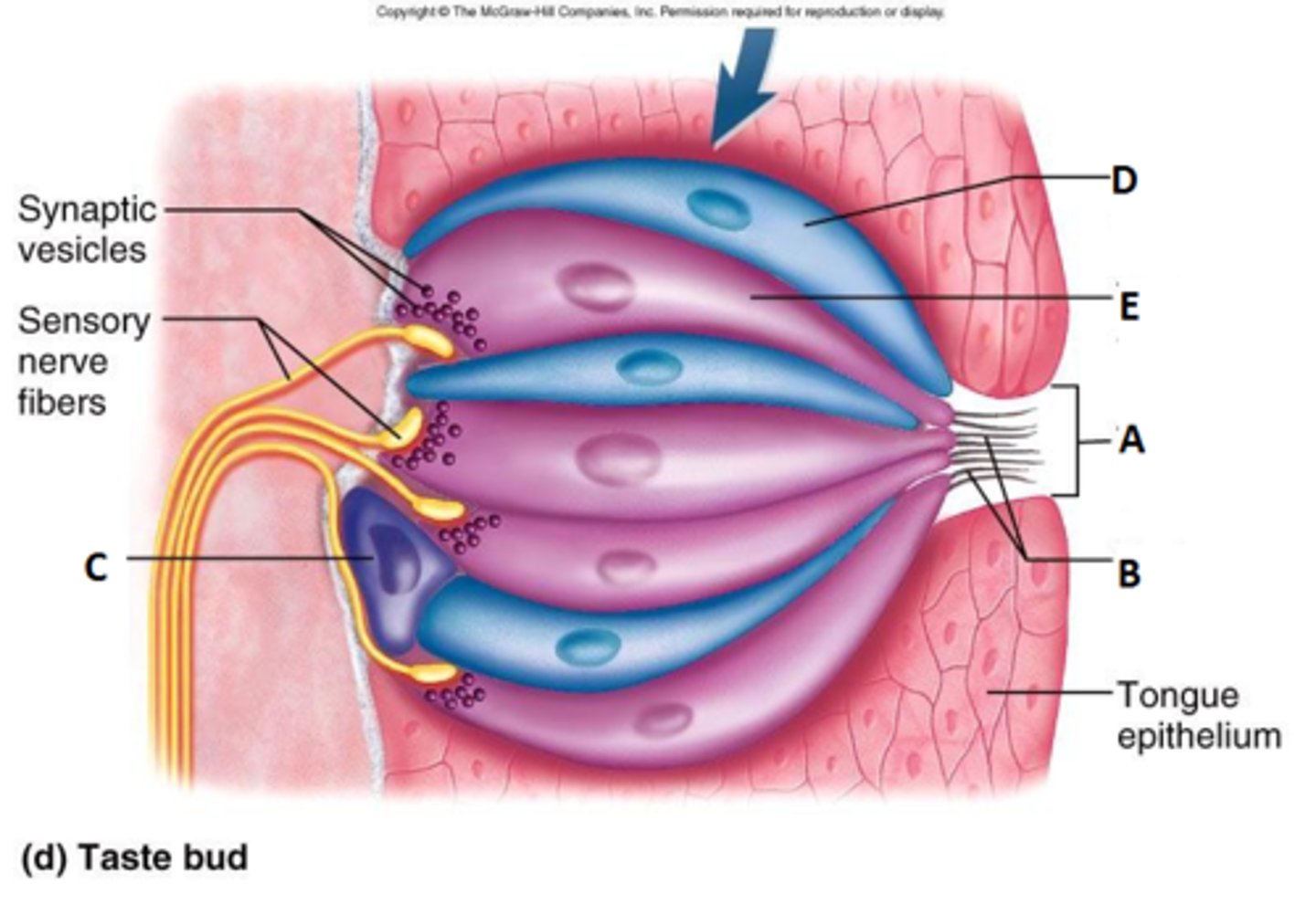 <p>banana shaped and contain apical microvilli called taste hairs</p>