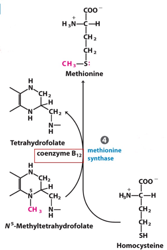 <p>Lot of folate in diet/body, but N5 accumulates?<br>Deficiency in _, leading to failure to convert to Met and produce THF</p>