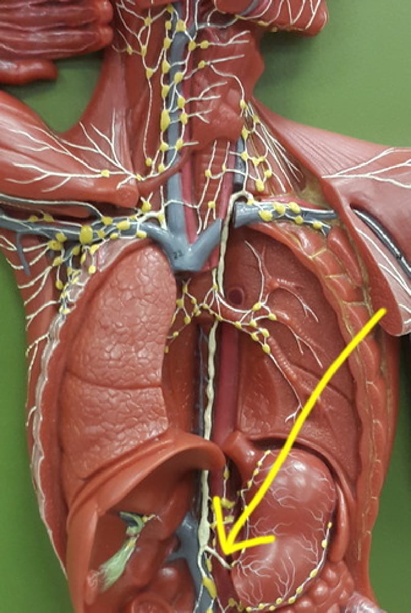 <p>drains lymph from the stomach, intestines, pancreas, spleen, and part of the liver</p>