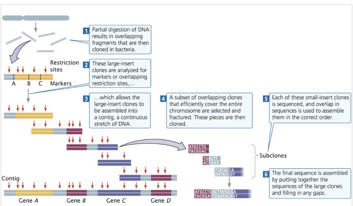 <p><strong>It relies on detailed genetic and physical maps to align sequenced fragments and reconstruct the genome by identifying overlapping sequences, effectively piecing together the entire genome from smaller segments. </strong></p>
