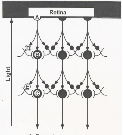 <p>Horizontal cells</p>