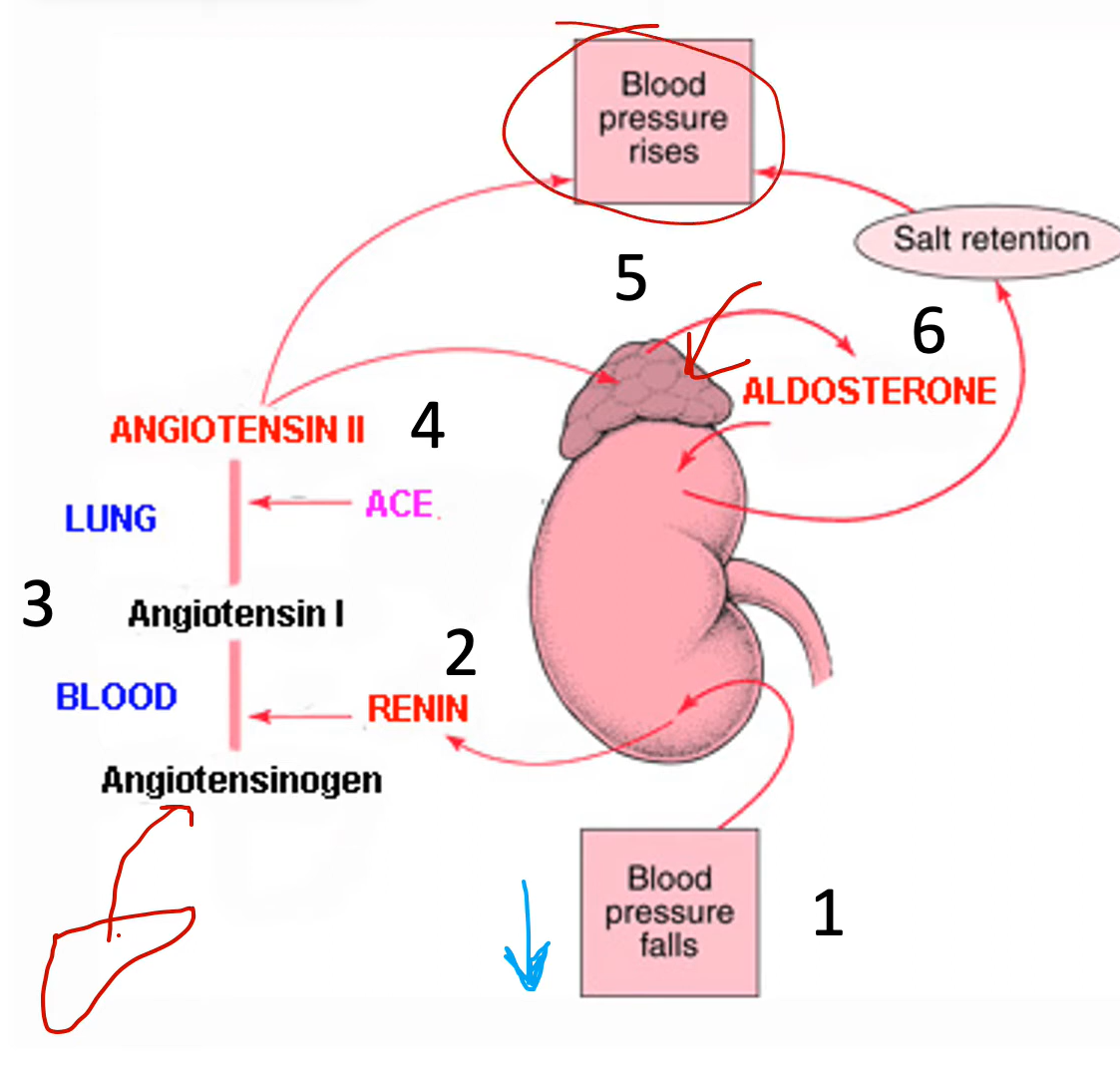 <p>-maintain BV and BP</p><p>-released from adrenal cortex (kidney)</p><p>-triggered by several stimuli, including AT2</p><p><strong>-increase absorption of sodium ions and water in kidney → decrease urine output</strong></p>