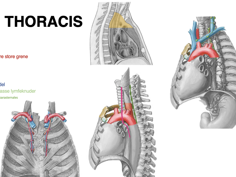 <p>Indhold i mediastinum superius</p>