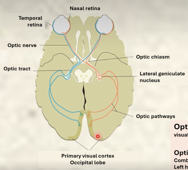<p></p><p style="text-align: left;"><span>Combines visual signals</span></p><p style="text-align: left;"><span>Left hemisphere of both eyes combine in left optic tract</span></p><p style="text-align: left;"><span>Right hemisphere of both eyes combine in right optic tract</span></p><p style="text-align: left;"></p><p style="text-align: left;"><span>Important for binocular vision and depth perception</span></p>