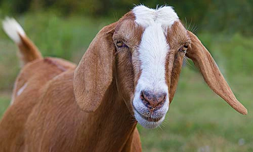 <p>one of the oldest goat species. traced to india and middle east. refined through breeding in great britain in 1900. long pendulous ears and strong roman nose. better in warmer climates due to tropical heritage. vocal. produce milk with high butterfat content and sweet flavor, first choice breed for owners seeking to make cheese and icecream</p>
