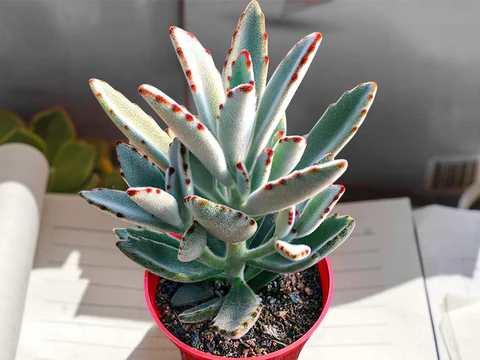 <p><em>Kalanchoe tomentosa</em> - Cold Hardiness (zone 9), up to 12in tall, full sun, bright indoor plant, native to Madagascar, easy to propagate</p>