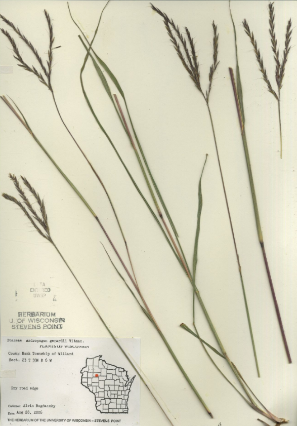 <p>Poaceae 3</p>