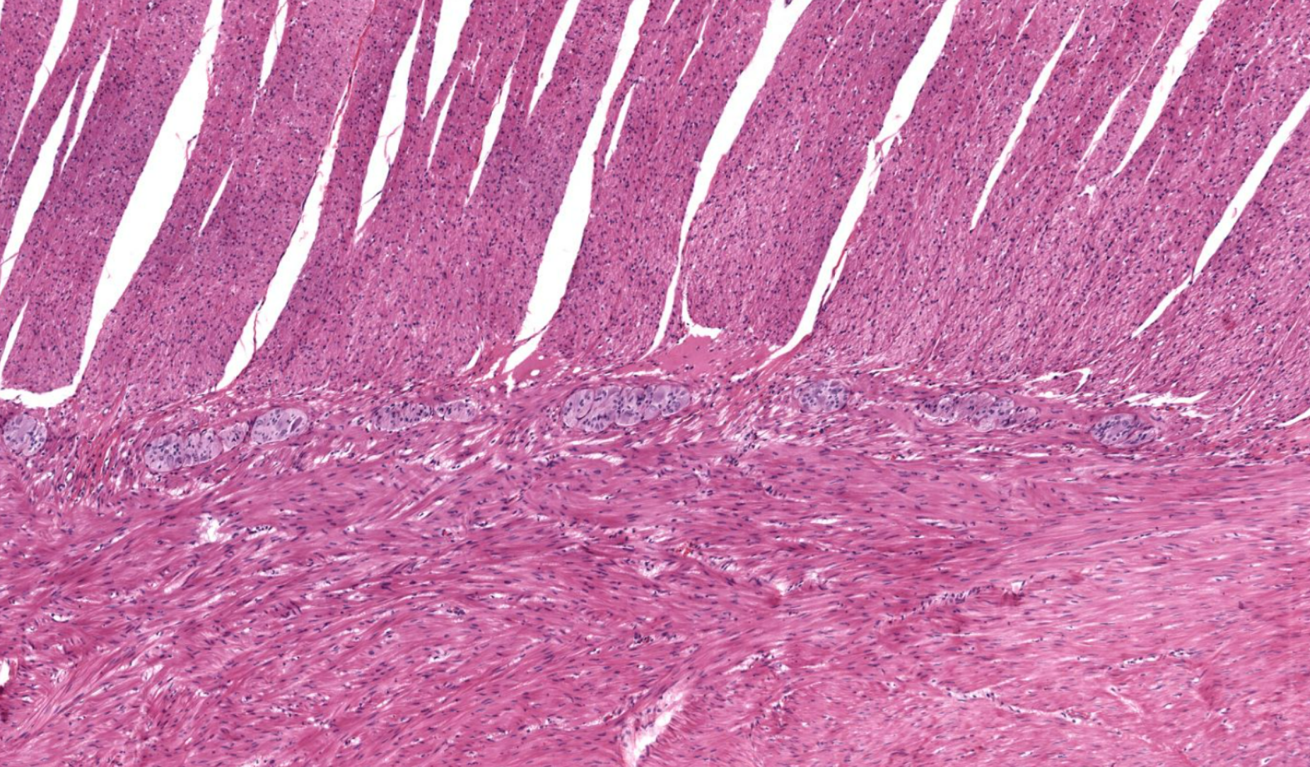 <p>Organ?</p><p>Structure between muscular layers?</p>