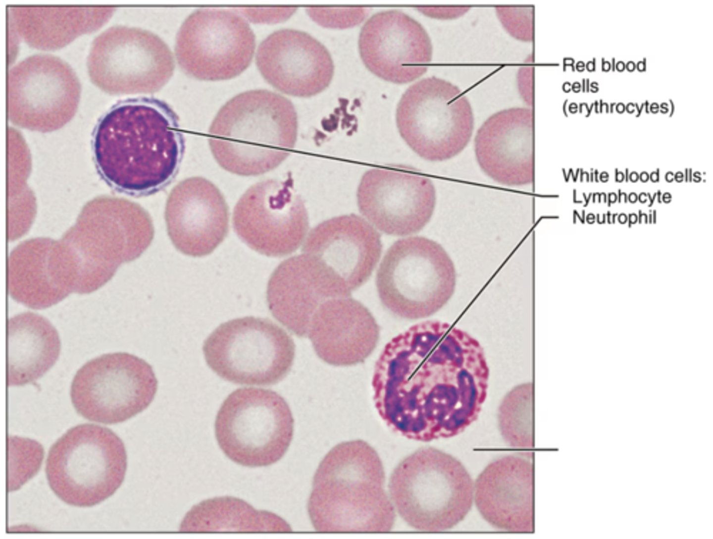<p>Label the small purple structure</p>