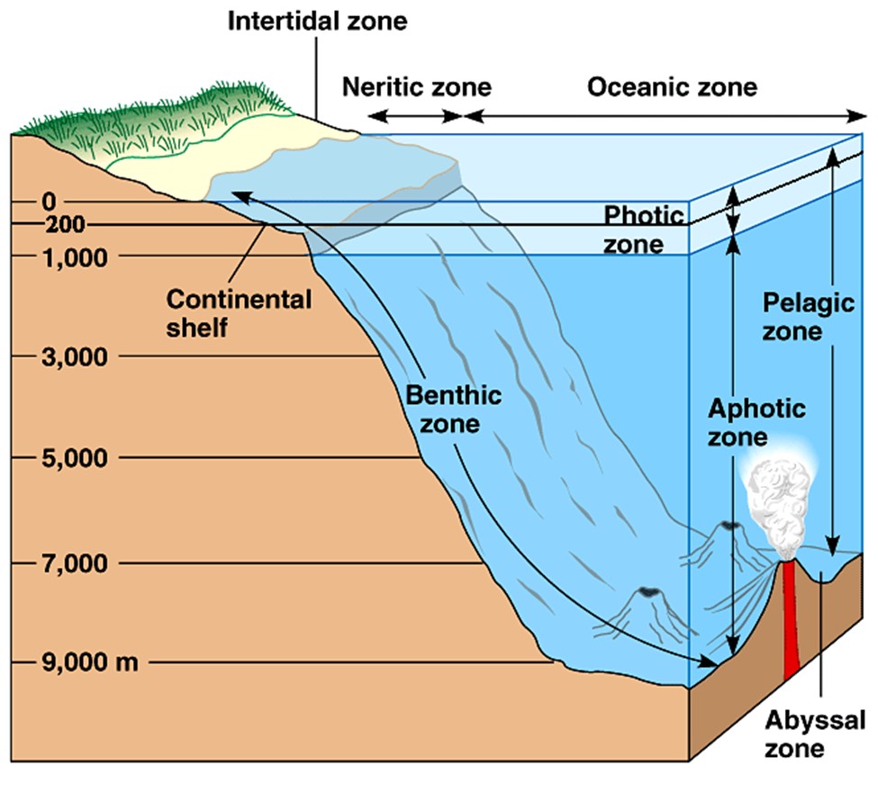 <ul><li><p>The benthic zone is the region at or just below the sea floor and is always submerged.</p></li></ul><p></p>