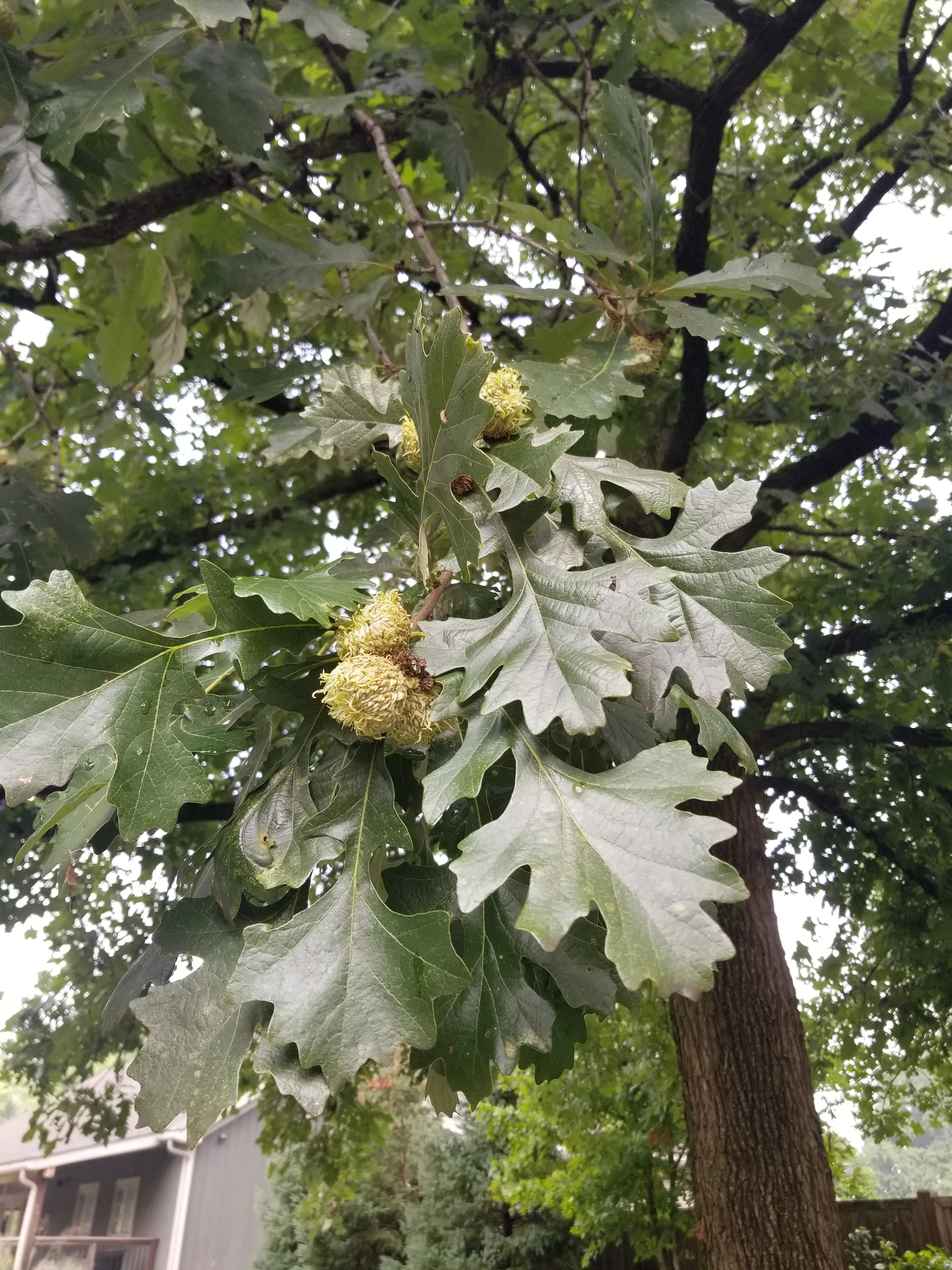 <p>Large trees, open and spreading form, lobed spatulate leaves with no bristles, glossy top with paler underside, deep sinuses in middle of leaf, large acorns, seed covered almost entirely by fringed cap, bark has vertical ridges and deep furrows, round clustered terminal buds</p>