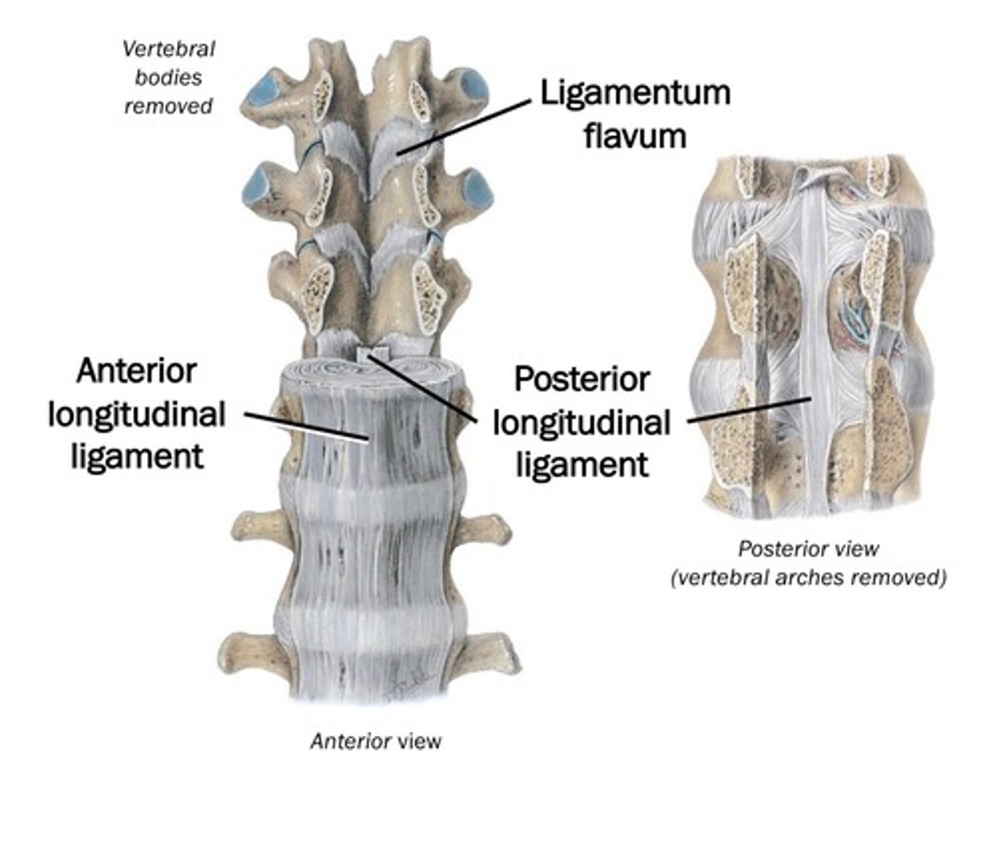 <p>Ligament of the vertebral column that:</p><p>- Attaches to adjacent laminae</p><p>- Resists separation of laminae</p><p>- Helps to limit hyperflexion</p>