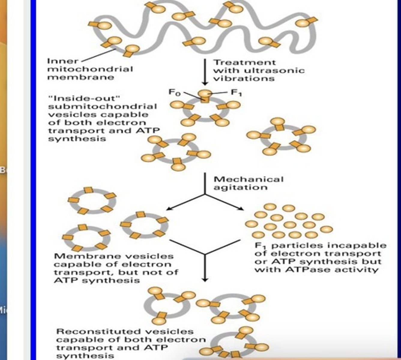 <p>Separates F0 and F1 ATP synthase components.</p>