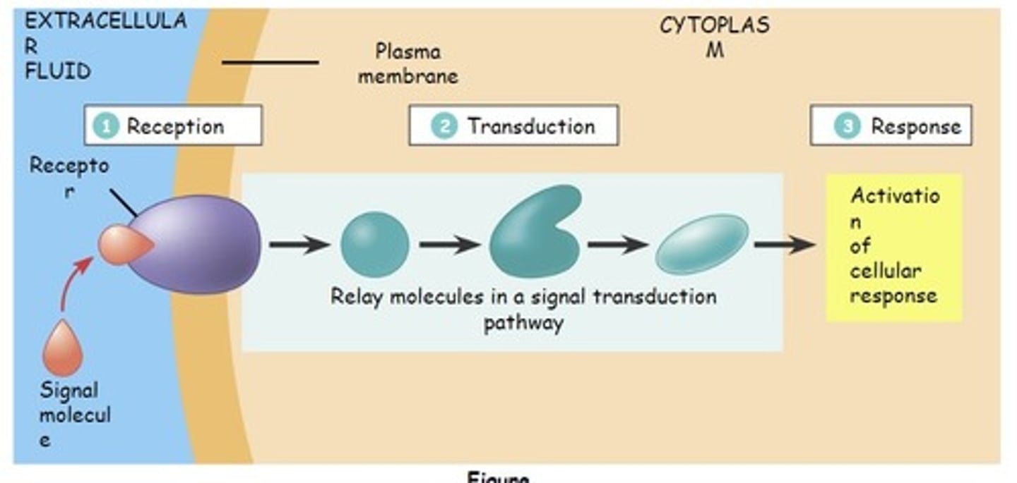 <p>1: Reception</p><p>2: Transduction</p><p>3: Response</p>