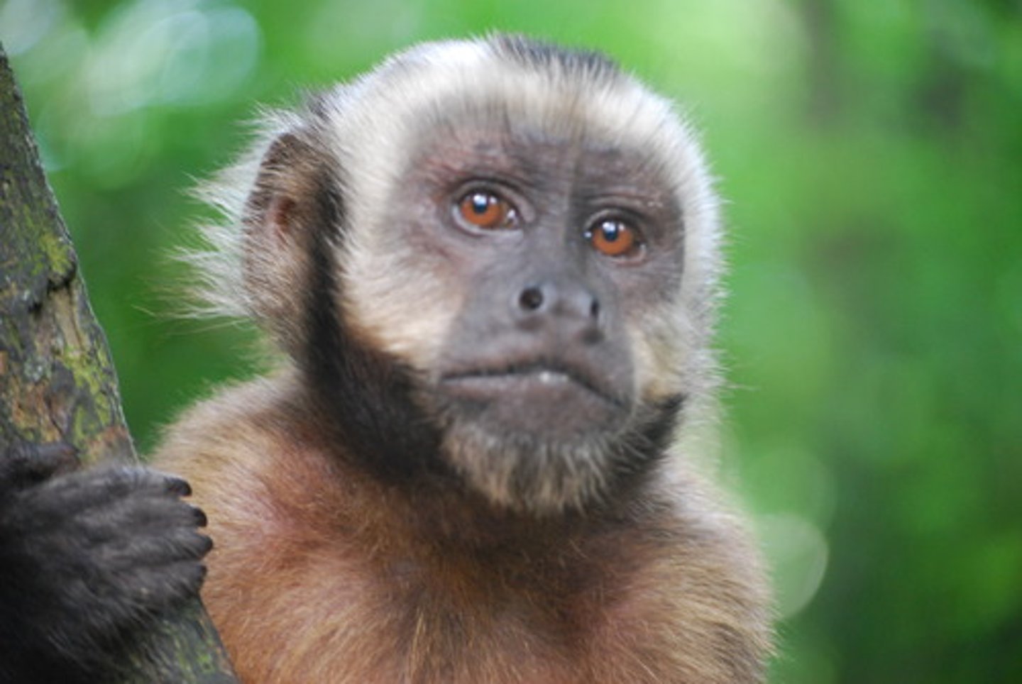 <p>monkey</p>