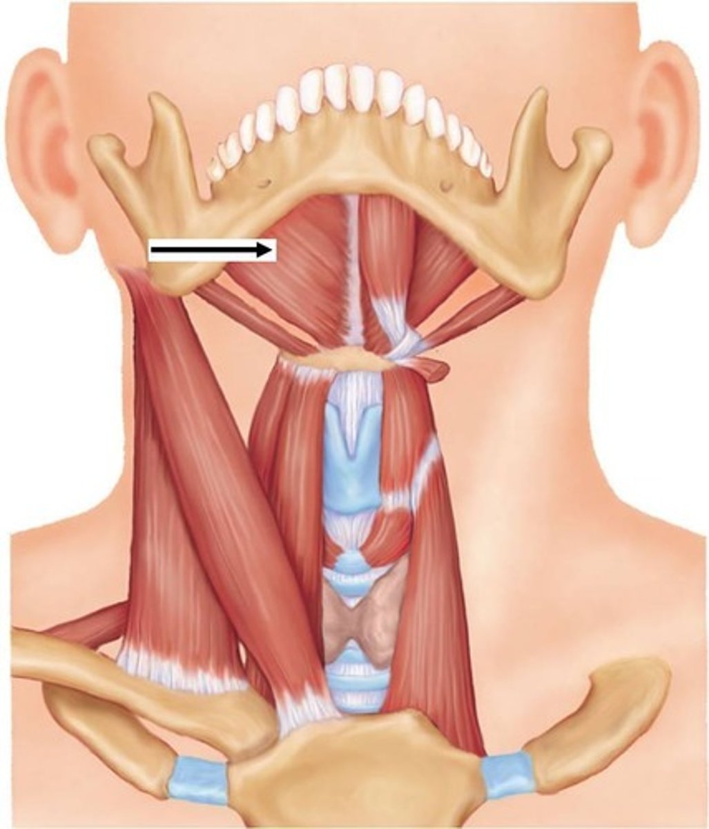 <p>opens the jaw</p>