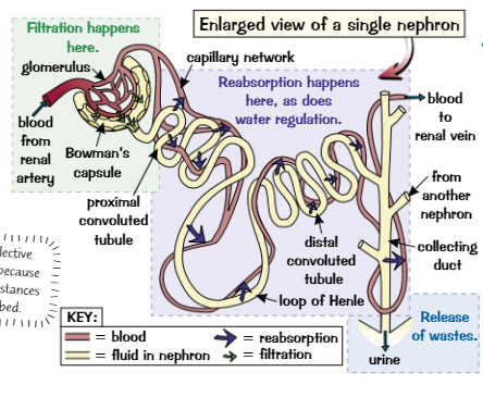 Filtration units in the kidneys
