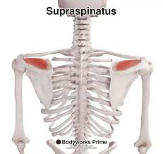 <p>origin: supraspinous fossa of scapula</p><p>insertion: greater tubercle of humerus </p>